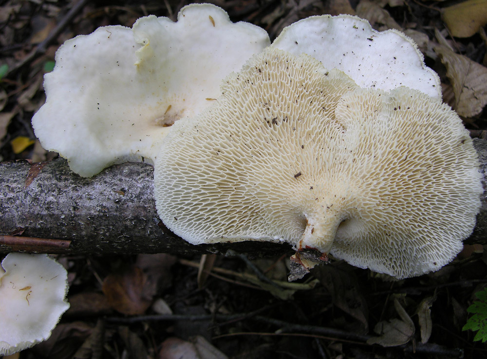 Polyporus sp. (Polyporus alveolaris)